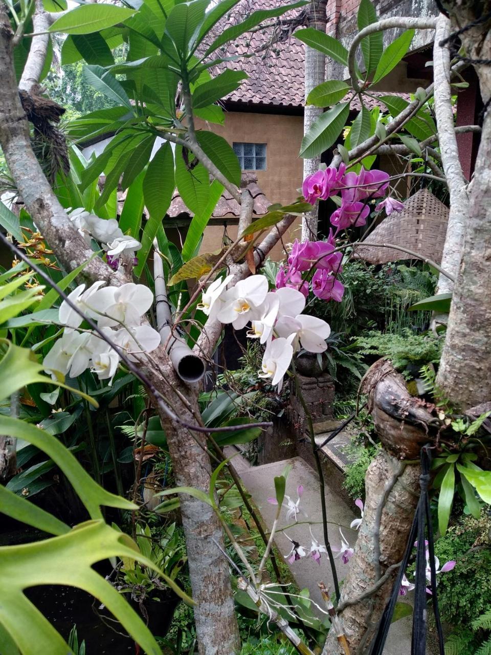 Umah Ubud Guest House Exterior foto